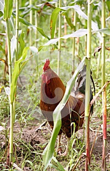 Rooster in Cornfield