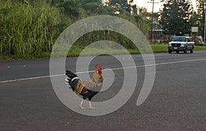 Rooster crossing the road with truck