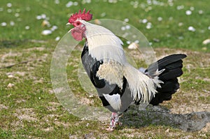 Rooster crowing photo