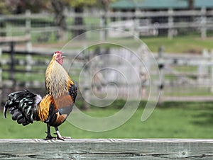 Rooster crowing