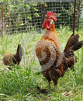 Rooster crowing.