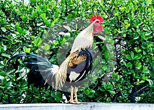 Rooster Crowing