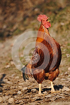 Rooster Crowing
