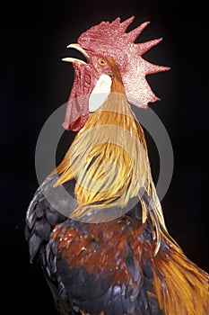 Rooster crowing at dawn.