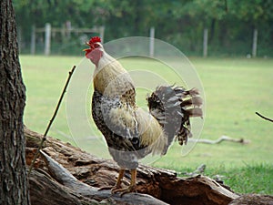 Rooster crowing on a dead tree branch