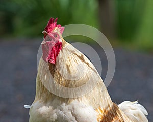 Rooster crowing domestic poultry farm closeup