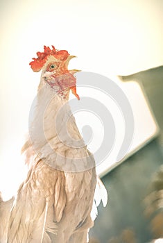 rooster crowing photo