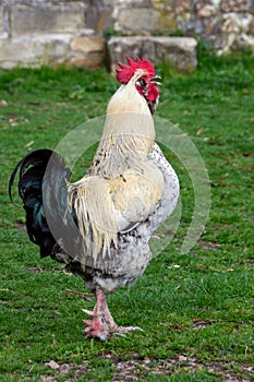 Rooster crowing on the grass in a small traditional organic farm yard