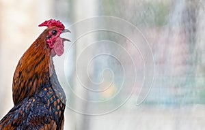 Rooster Crowing photo