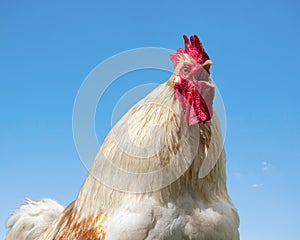 Rooster crowing portrait closeup