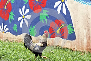 Rooster crowing in Rarotonga Cook Islands