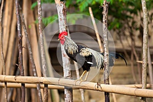 Rooster crowing on the wooden fence