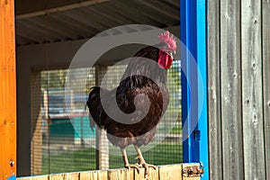 The rooster crows. Poultry yard