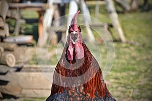 Rooster crows on traditional rural farm yard
