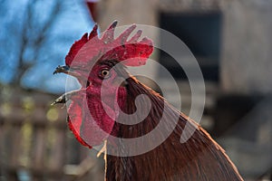 Rooster crows on traditional rural farm yard