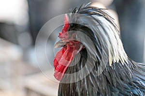 Rooster decorative portrait