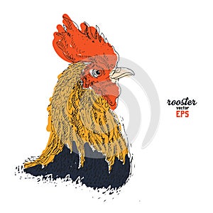 Rooster drawing illustration