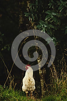 Rooster on the edge photo