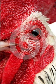 Rooster eye