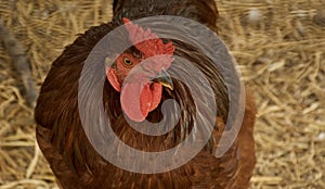 A rooster eyes the camera on a family farm.