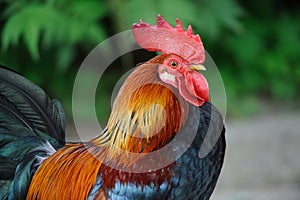Rooster in farm