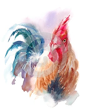 Rooster Farm Bird Watercolor Illustration Hand Painted