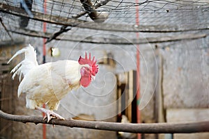 Rooster is in the farm chicken coop. Floor cage free chickens is trend of modern poultry farming. Local business