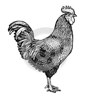 Rooster or farm cockerel sketch. Cock vintage engraving vector illustration