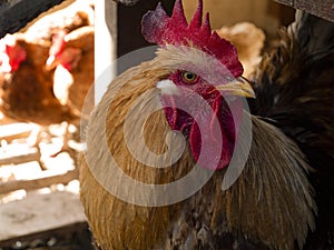 Rooster in the farm glancing around