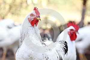 Rooster on the farm yard