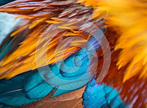 Rooster Feathers Close-up of the wing Colorful background texture