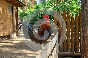 Rooster on the fence