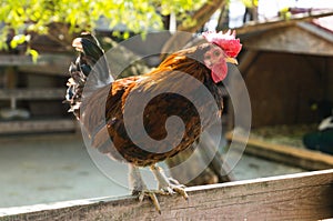 Rooster on fence