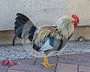 Rooster Feral