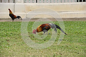 Rooster is finding food on a ground