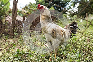 Rooster on florest