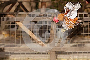 Rooster flying