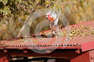 Rooster flying