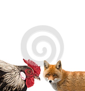 Rooster and fox isolated on a white