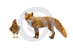 Rooster and fox