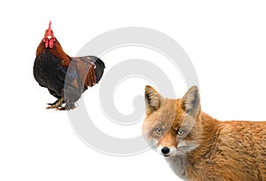 Rooster and fox isolated on a white