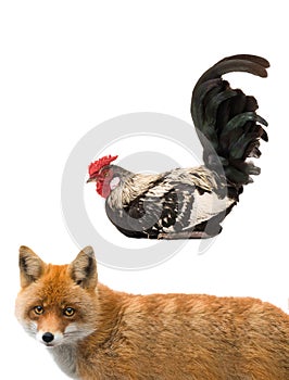 Rooster and fox isolated on a white