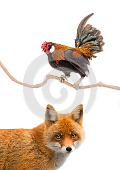 Rooster and fox isolated on a white