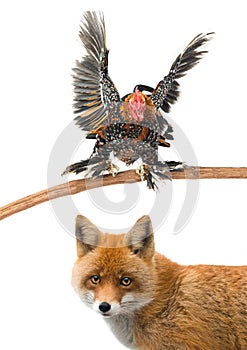 Rooster and fox isolated on a white