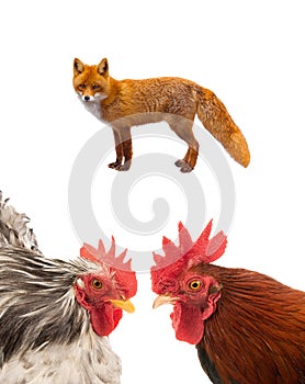Rooster and fox isolated on a white
