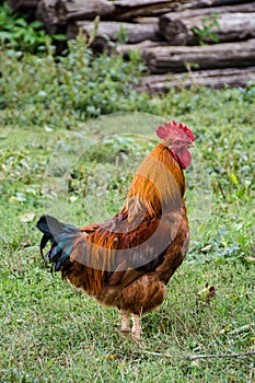 Rooster. Free Range and Hens