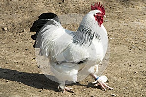 Rooster with white and black feathers photo