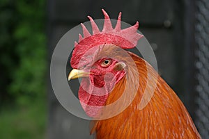 Rooster in front of the henhouse. photo