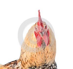 Rooster in front view close up. isolated on white background