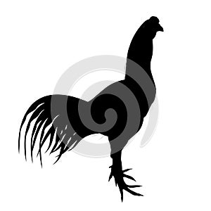 Rooster gamecock